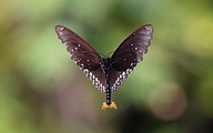 Common Crow Butterfly (male, Euploea core)